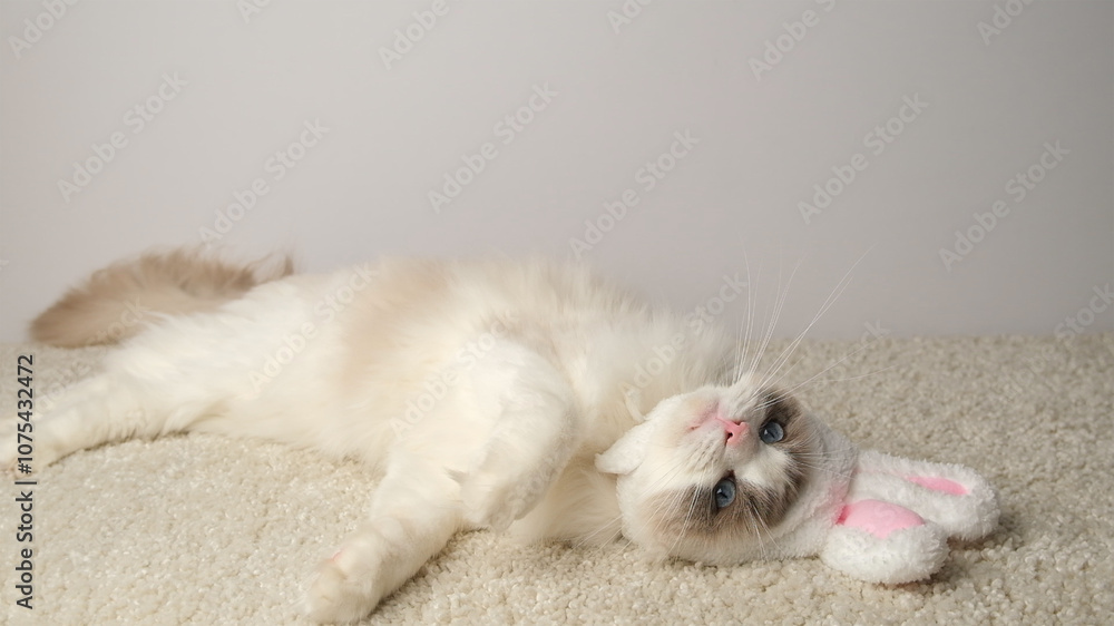 White cat with bunny ears. White cat with bunny ears.