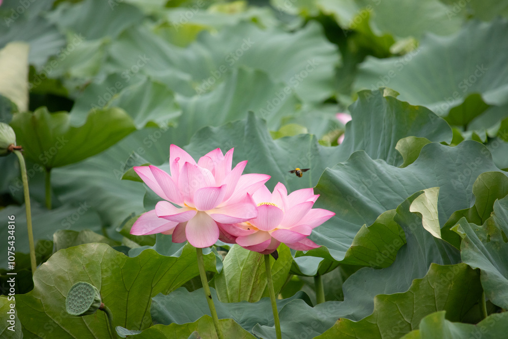 Beautiful Indian lotus flower. The petals looking really pretty with many shades of pink. The yellow center can just be seen. Large green leaves are all around. A small bee can be seen flying in. Beautiful Indian lotus flower. The petals looking really pretty with many shades of pink. The yellow center can just be seen. Large green leaves are all around. A small bee can be seen flying in.