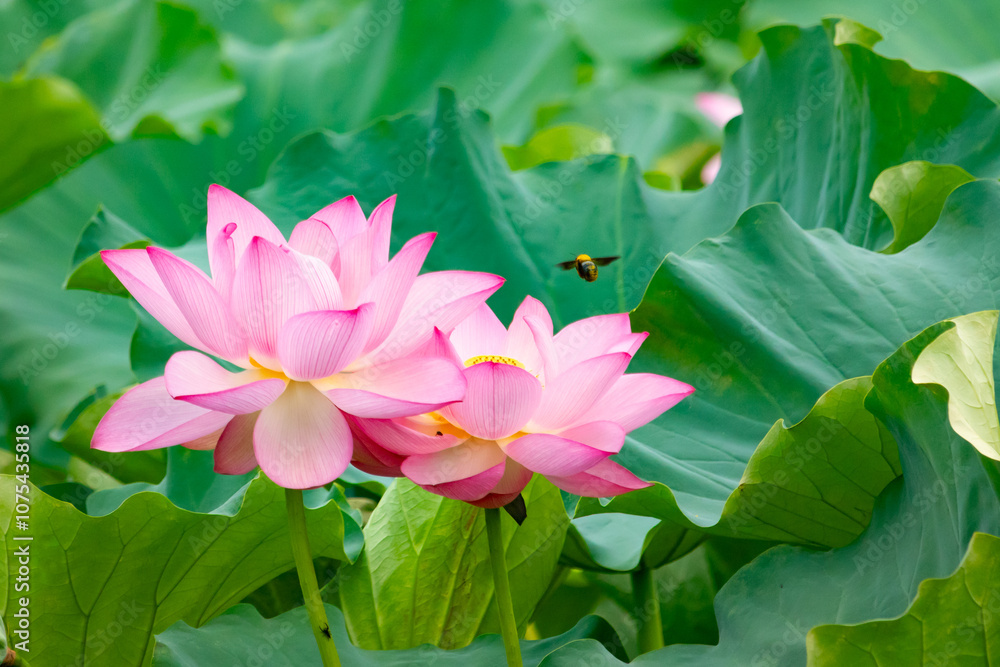 Beautiful Indian lotus flower. The petals looking really pretty with many shades of pink. The yellow center can just be seen. Large green leaves are all around. A small bee can be seen flying in. Beautiful Indian lotus flower. The petals looking really pretty with many shades of pink. The yellow center can just be seen. Large green leaves are all around. A small bee can be seen flying in.