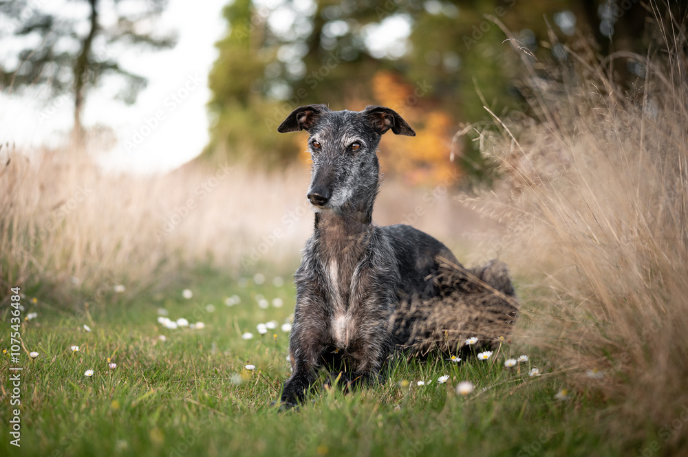 Rauhaariger Galgo Espanol in herbstlicher Umgebung Rauhaariger Galgo Espanol in herbstlicher Umgebung