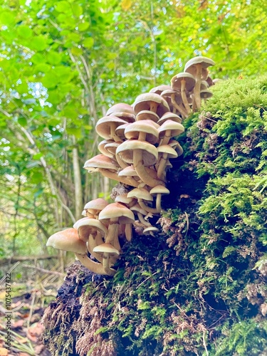 Grünblättriger Schwefelhut - Hypholoma fasciculare
 photo