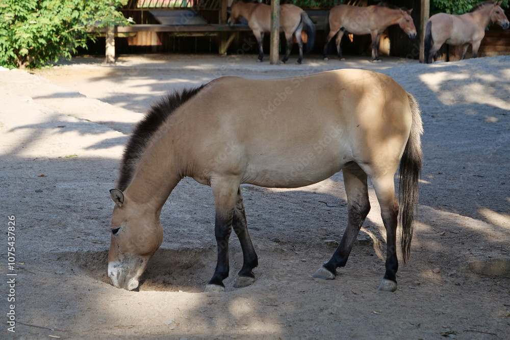 Przewalski horse in zoo, Equus caballus Przewalski horse in zoo, Equus caballus