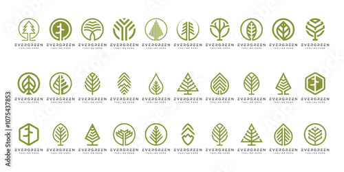 Set of Collection Pine Tree Logo Design, for Evergreen Concept Vector Template.