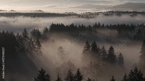 Sunrise mist in a Pacific Northwest forest, British Columbia, Canada.