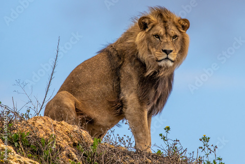 Barbary lion