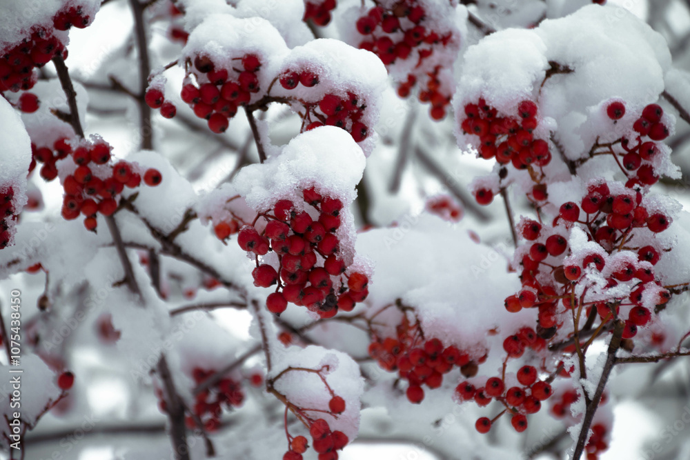 rowan covered with snow on the tree rowan covered with snow on the tree
