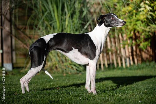 Standbild eines schwarz weißen Whippet