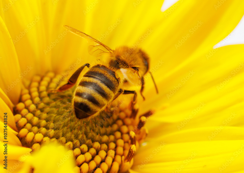 A yellow flower with a bee on it