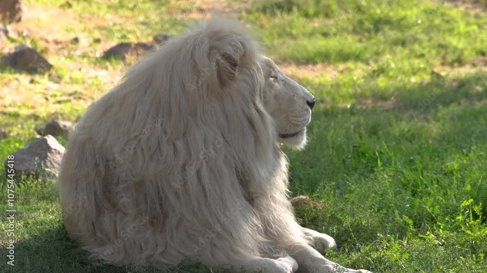 A majestic white lion rests peacefully on lush green grass, embodying tranquility in the heart of nature’s wilderness. A majestic white lion rests peacefully on lush green grass, embodying tranquility in the heart of nature’s wilderness.