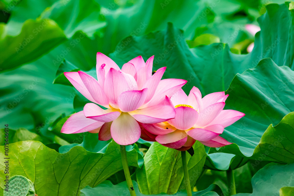 Beautiful Indian lotus flower. The petals looking really pretty with many shades of pink. The yellow center can just be seen. Large green leaves are all around. A small bee can be seen flying in. Beautiful Indian lotus flower. The petals looking really pretty with many shades of pink. The yellow center can just be seen. Large green leaves are all around. A small bee can be seen flying in.