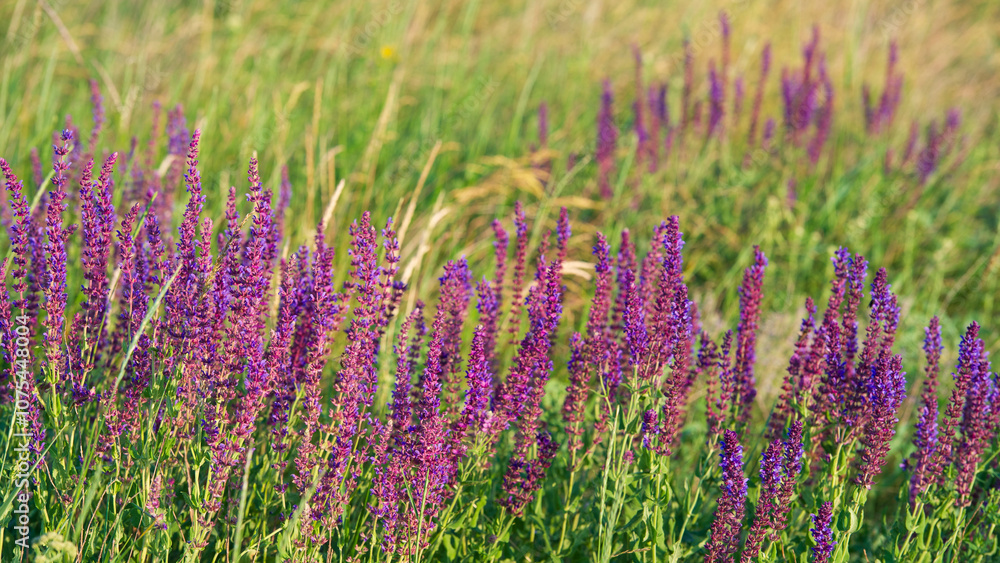 Meadow flowers among green grasses on a slope. Meadow flowers among green grasses on a slope.