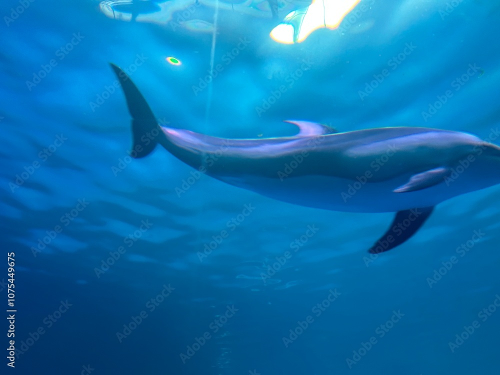 Naklejka premium Dolphin under water 
