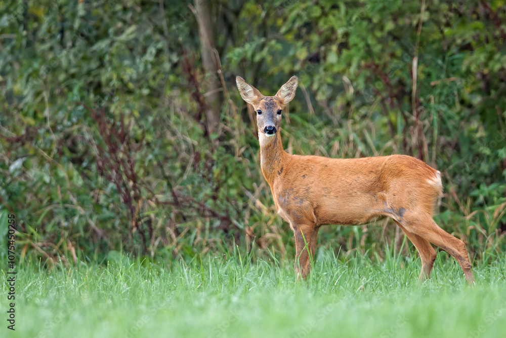Roe deer in the forest in the wild Roe deer in the forest in the wild