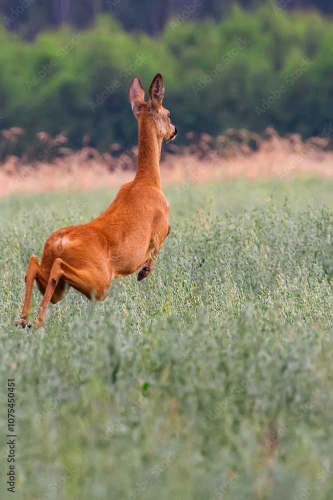 Roe deer in the run in a clearing Roe deer in the run in a clearing