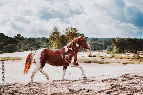 Criollo horse trotting in complete freedom in the dunes