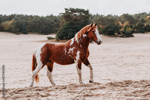 Criollo horse in the dunes, walking in complete freedom
