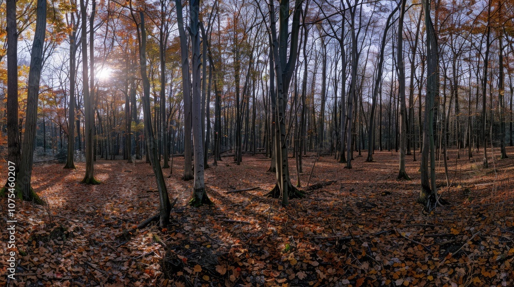 Fototapeta premium Sun shining through a colorful autumn forest