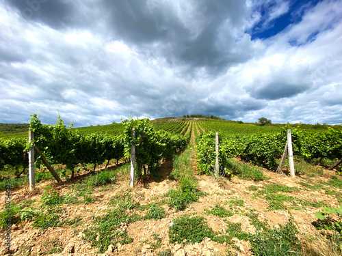 vineyard in Ukrainian region