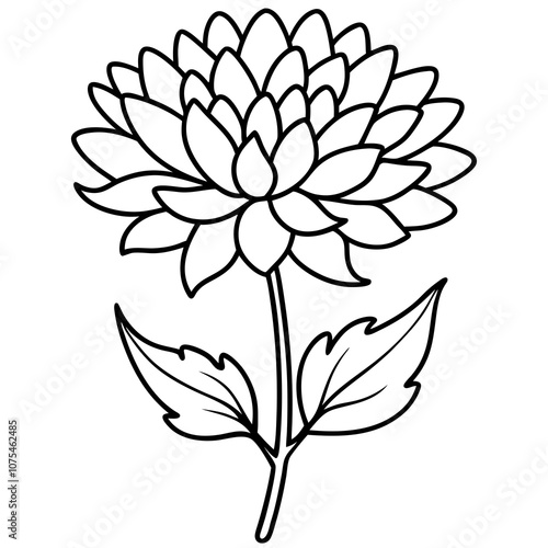 Chrysanthemum Flower Vector Art.