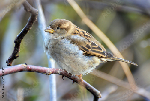 Sparrow (Passer) in nature photo