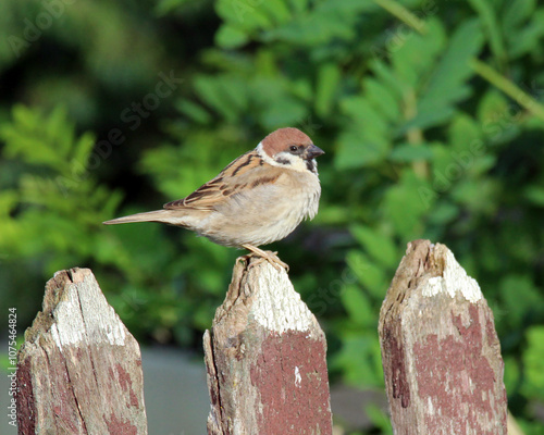 Sparrow (Passer) in nature photo