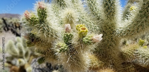 June 2020.  Teddy Bear Cholla Cactus (Cylindropuntia bigelovii) in Joshua Tree National Park, California. photo