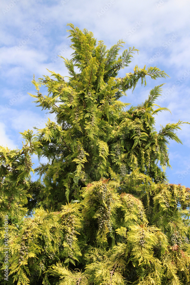 Cypress (Chamaecyparis) is used in landscape design Cypress (Chamaecyparis) is used in landscape design