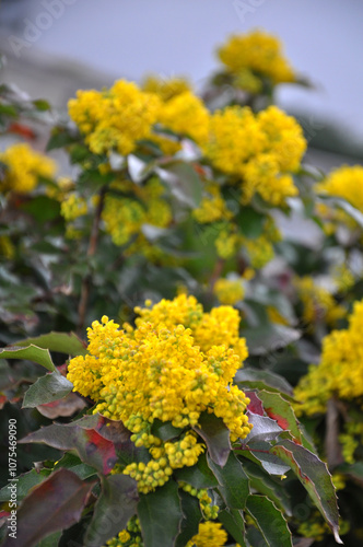 Evergreen shrub Mahonia aquifolium