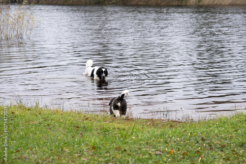 Joosu, Estonia - November 03 2024: Young Landseer puppy walking on a humid autumn day beside a peaceful lake in Estonia, enjoying the outdoors with her great grandmother. Water rescue dogs.