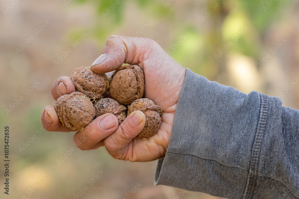 Walnut in dry brown peel.Ripe walnut.Walnut harvest season. Walnut in dry brown peel.Ripe walnut.Walnut harvest season.