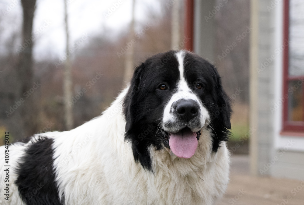 Close-up portrait of an adult male Landseer, a noble water rescue dog, showcasing strength, intelligence, and loyalty. Close-up portrait of an adult male Landseer, a noble water rescue dog, showcasing strength, intelligence, and loyalty.