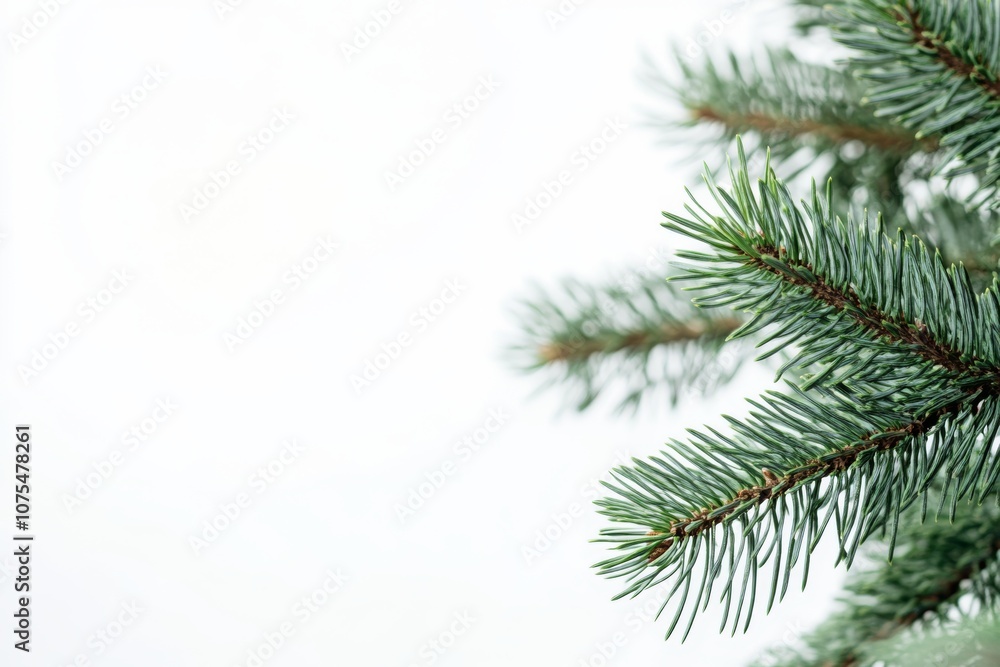 This tranquil studio shot features a detailed closeup of a lush conifer Christmas tree branch against a white background, highlighting its vibrant green needles and inherent beauty This tranquil studio shot features a detailed closeup of a lush conifer Christmas tree branch against a white background, highlighting its vibrant green needles and inherent beauty
