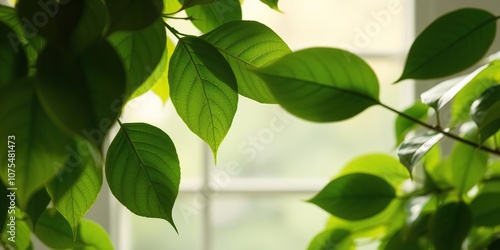 Overlapping leaves against a window pane background with soft focus effect, natural light, blurred edges, plant life