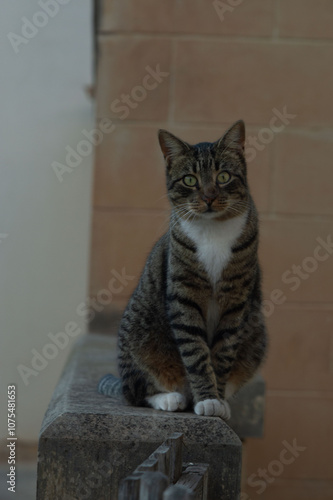 Tabby cat sitting on a stone and looking at the camera.