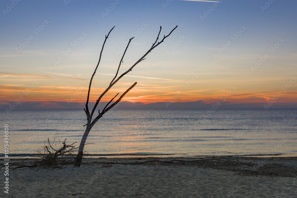 Tramonto sul mare Tirreno in autunno davanti allo scheletro di un albero Tramonto sul mare Tirreno in autunno davanti allo scheletro di un albero