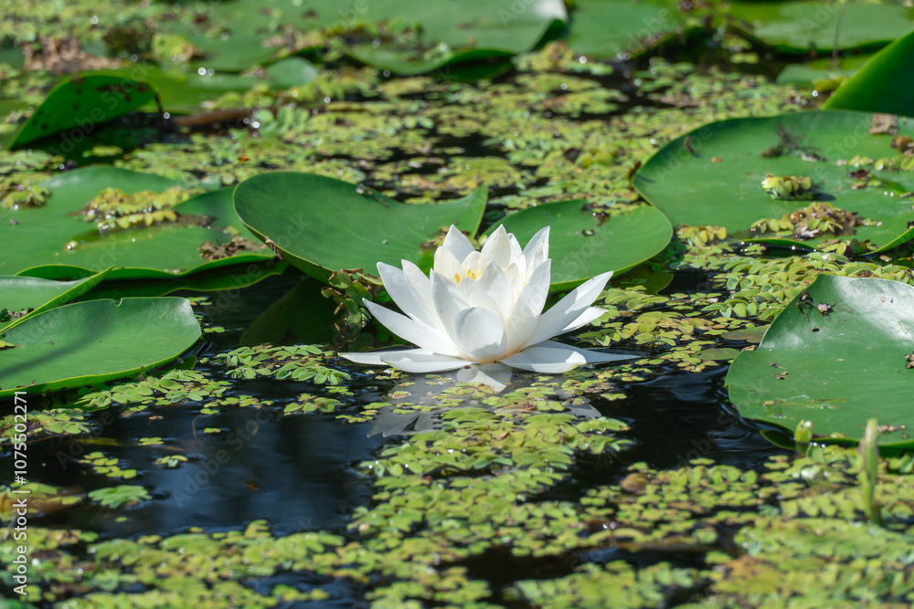 Group flowers lotus of white water lily grows and bloom in river. Nymphaea alba it has roots are long and floating wide green leaves. Blossom herbaceous aquatic plant of family nymphaeum in lake. Group flowers lotus of white water lily grows and bloom in river. Nymphaea alba it has roots are long and floating wide green leaves. Blossom herbaceous aquatic plant of family nymphaeum in lake.