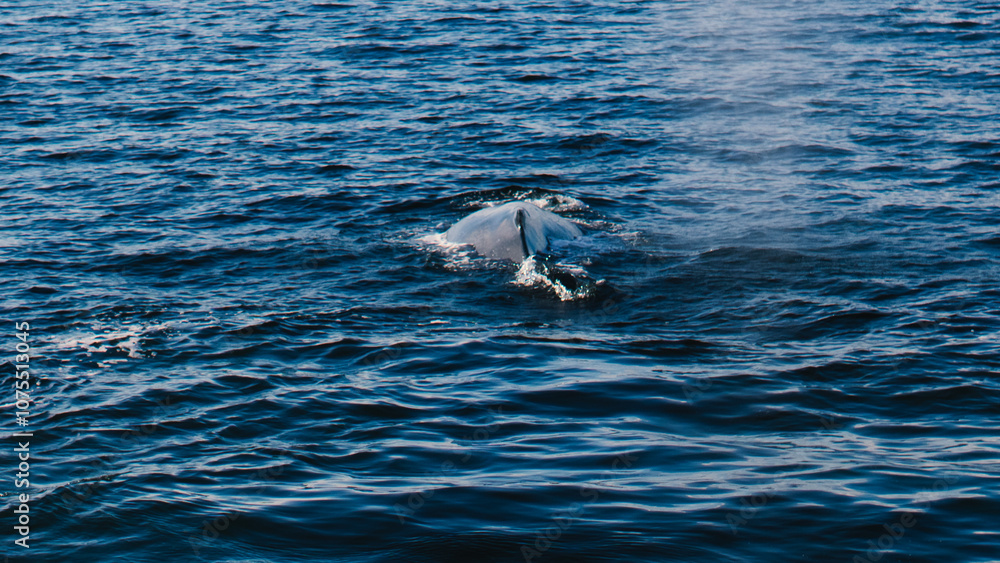 Fototapeta premium Whale fin