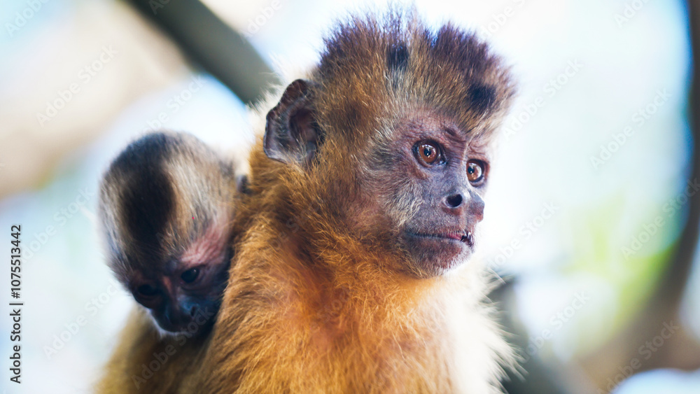 Obraz premium mommy monkey