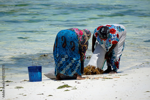 Jambiani, Zanzibar -October 2024: Woman harvesting seaweed during low tide photo