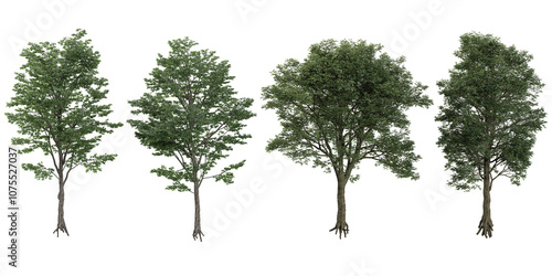 Foto 3d illustration of Black Locust Blossom Tulip Poplar,Eucalyptus trees isolated o