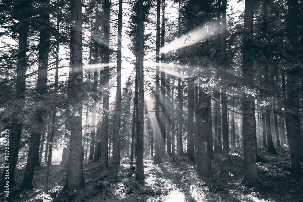 Naklejka premium rays of the sun