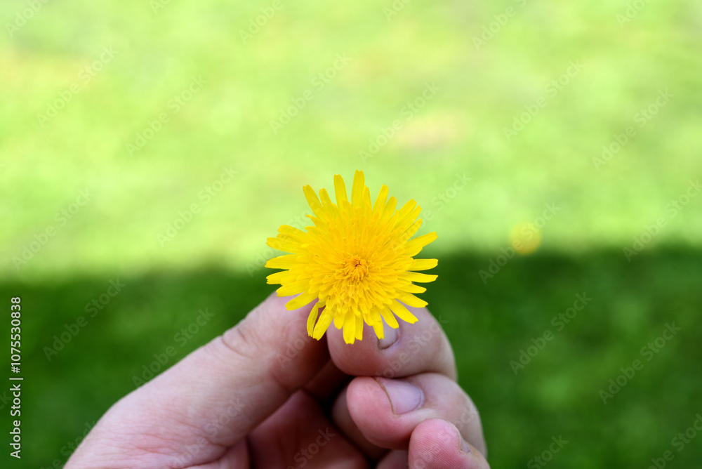 Dandelion flower in hand on the background of a green field in the afternoon. Taraxacum. A yellow flower in summer. Dandelion flower in hand on the background of a green field in the afternoon. Taraxacum. A yellow flower in summer.