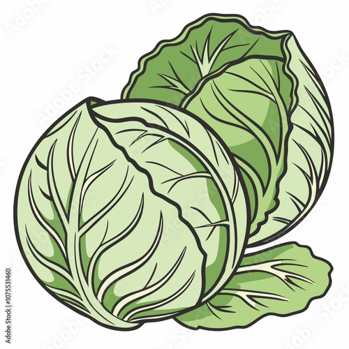 cabbage isolated on white background