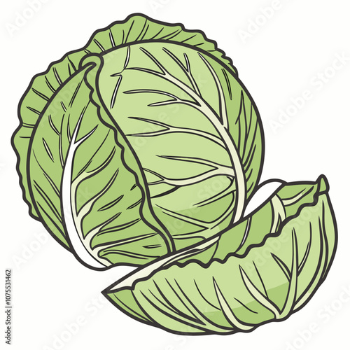 cabbage isolated on white background