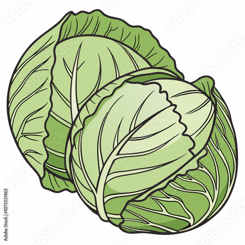 cabbage isolated on white background
