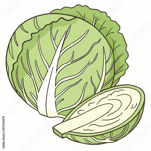 cabbage isolated on white background