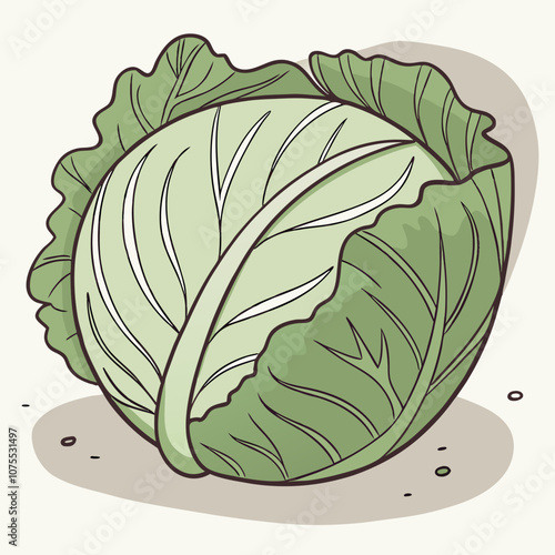 cabbage isolated on white