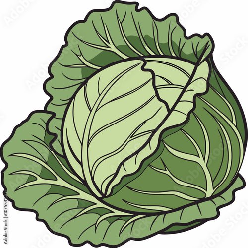 cabbage isolated on white