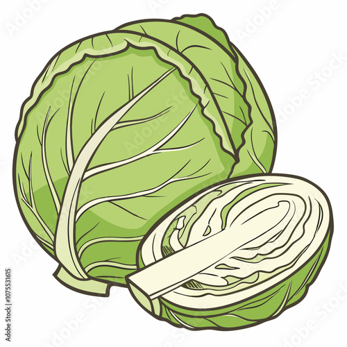 cabbage isolated on white background