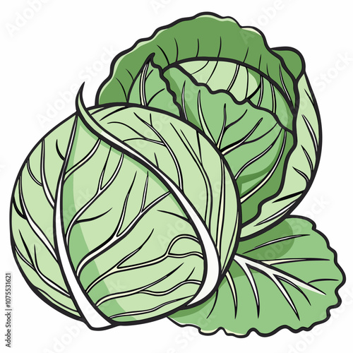 cabbage isolated on white background